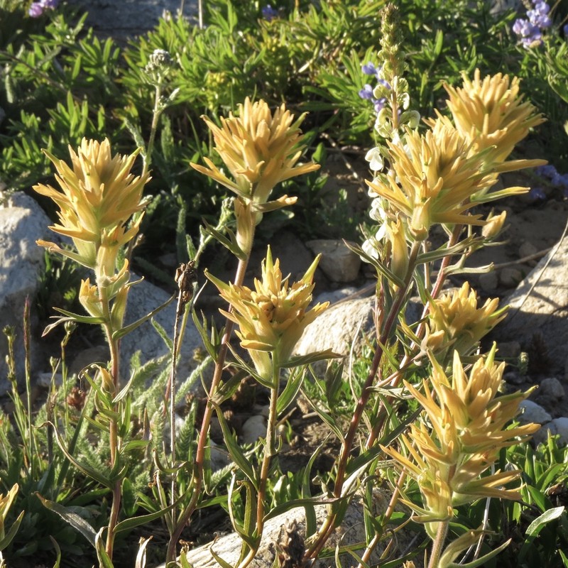 Christ's Indian Paintbrush photo 5