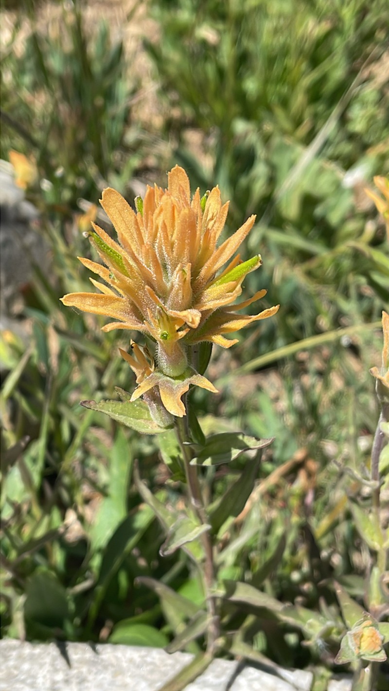 Christ's Indian Paintbrush photo 6