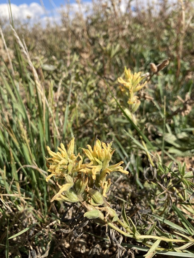 Christ's Indian Paintbrush photo 7