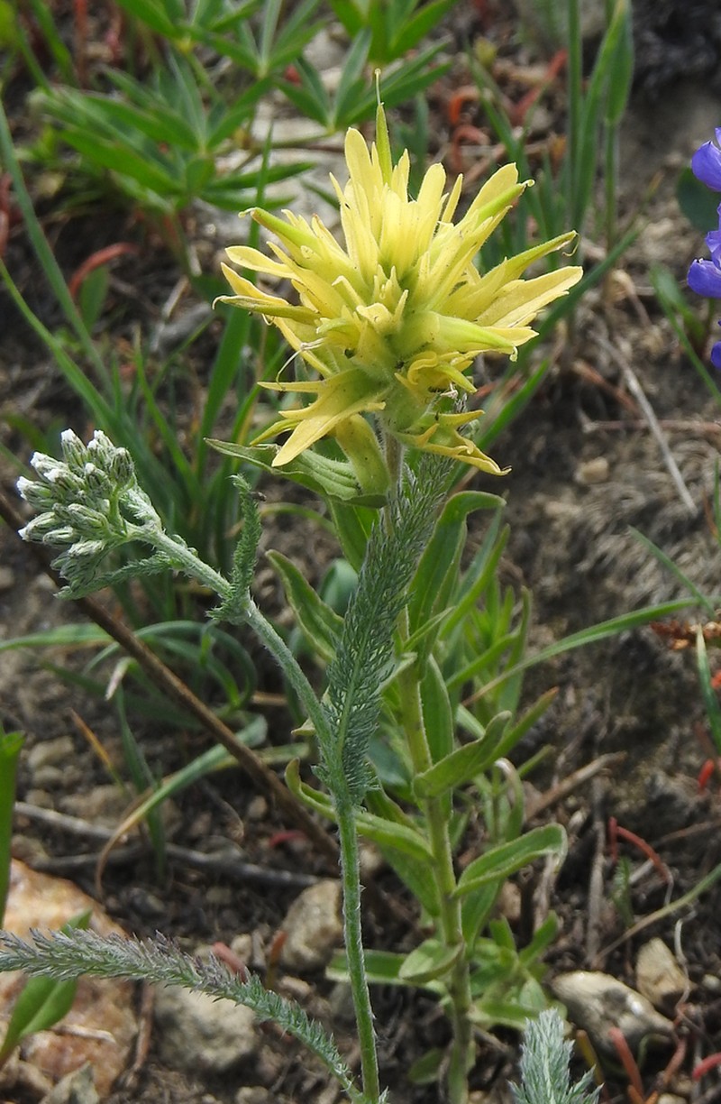 Christ's Indian Paintbrush photo 8