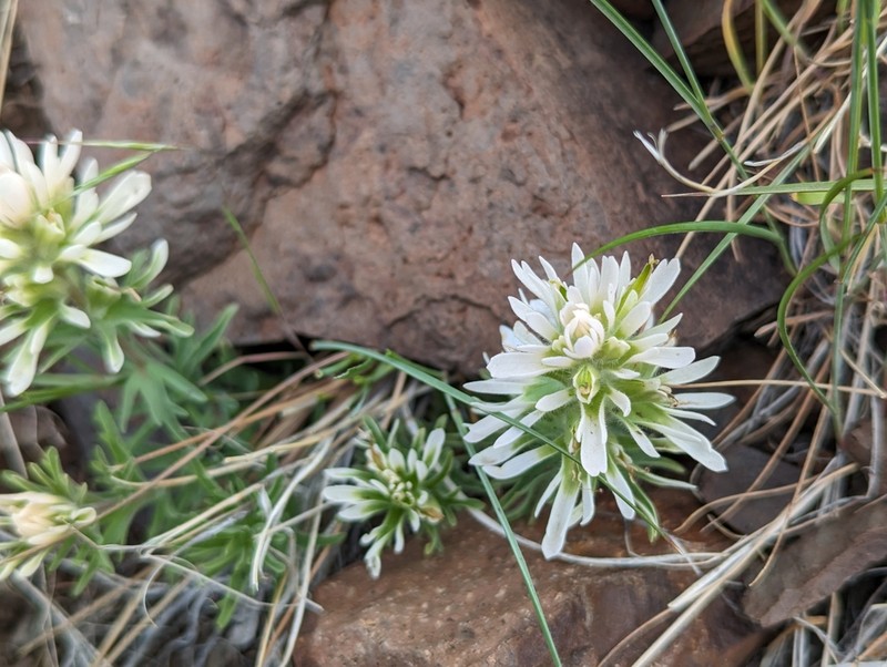 Castilleja chromosa
