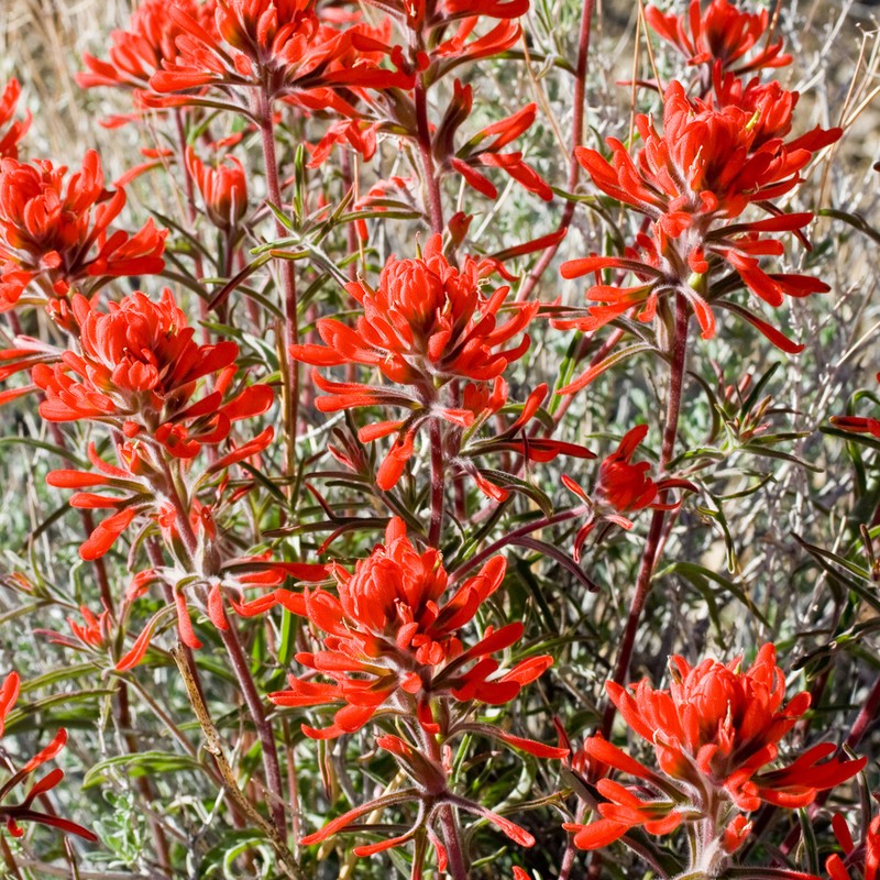 Castilleja chromosa photo 2