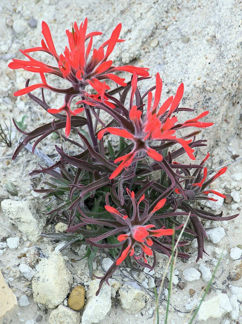 Castilleja chromosa photo 3