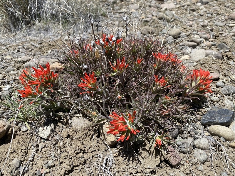 Castilleja chromosa photo 4