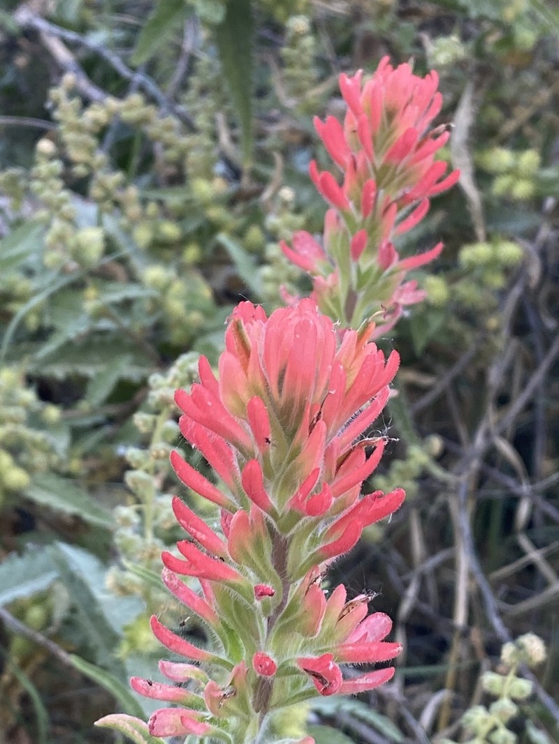 Castilleja chromosa photo 5
