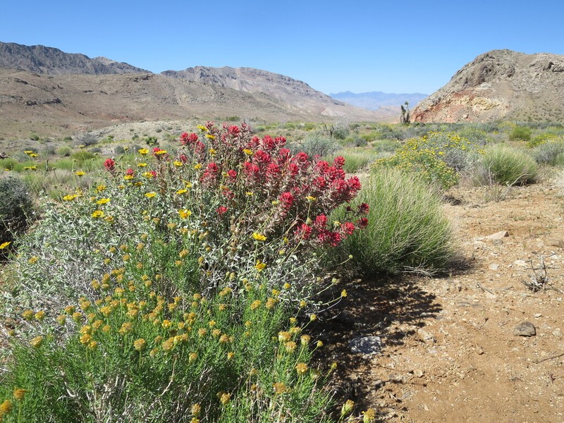 Castilleja chromosa photo 6