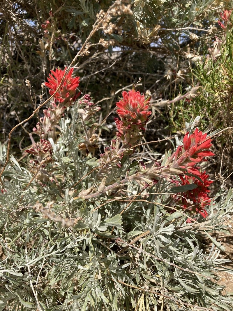Castilleja chromosa photo 7