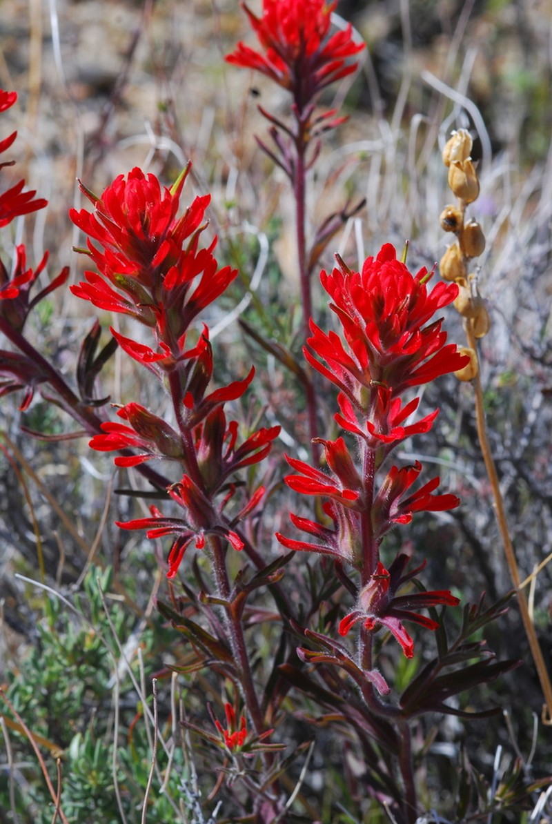 Castilleja chromosa photo 8