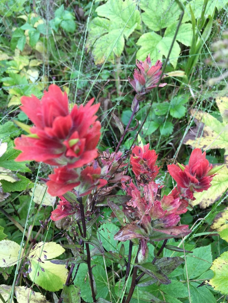 Green Indian Paintbrush