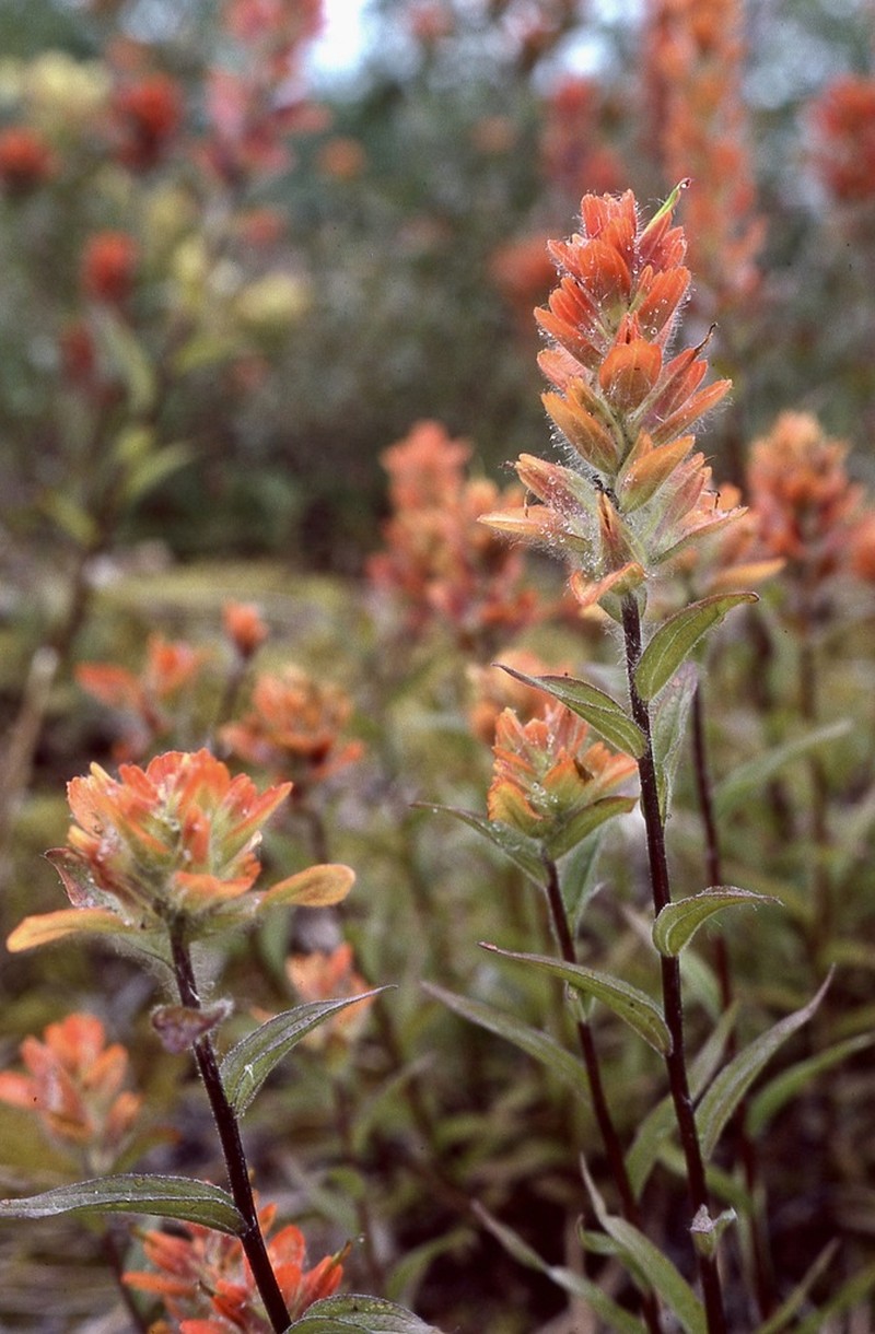 Green Indian Paintbrush photo 2