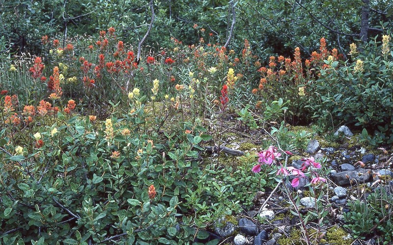 Green Indian Paintbrush photo 3