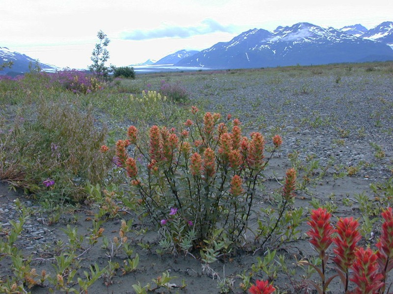 Green Indian Paintbrush photo 4
