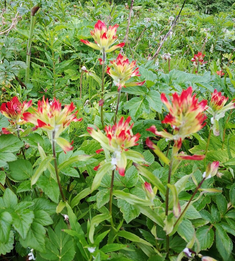 Green Indian Paintbrush photo 5