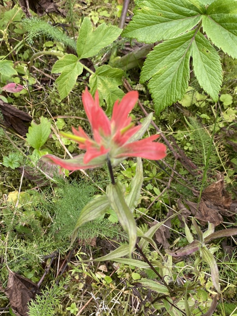 Green Indian Paintbrush photo 6