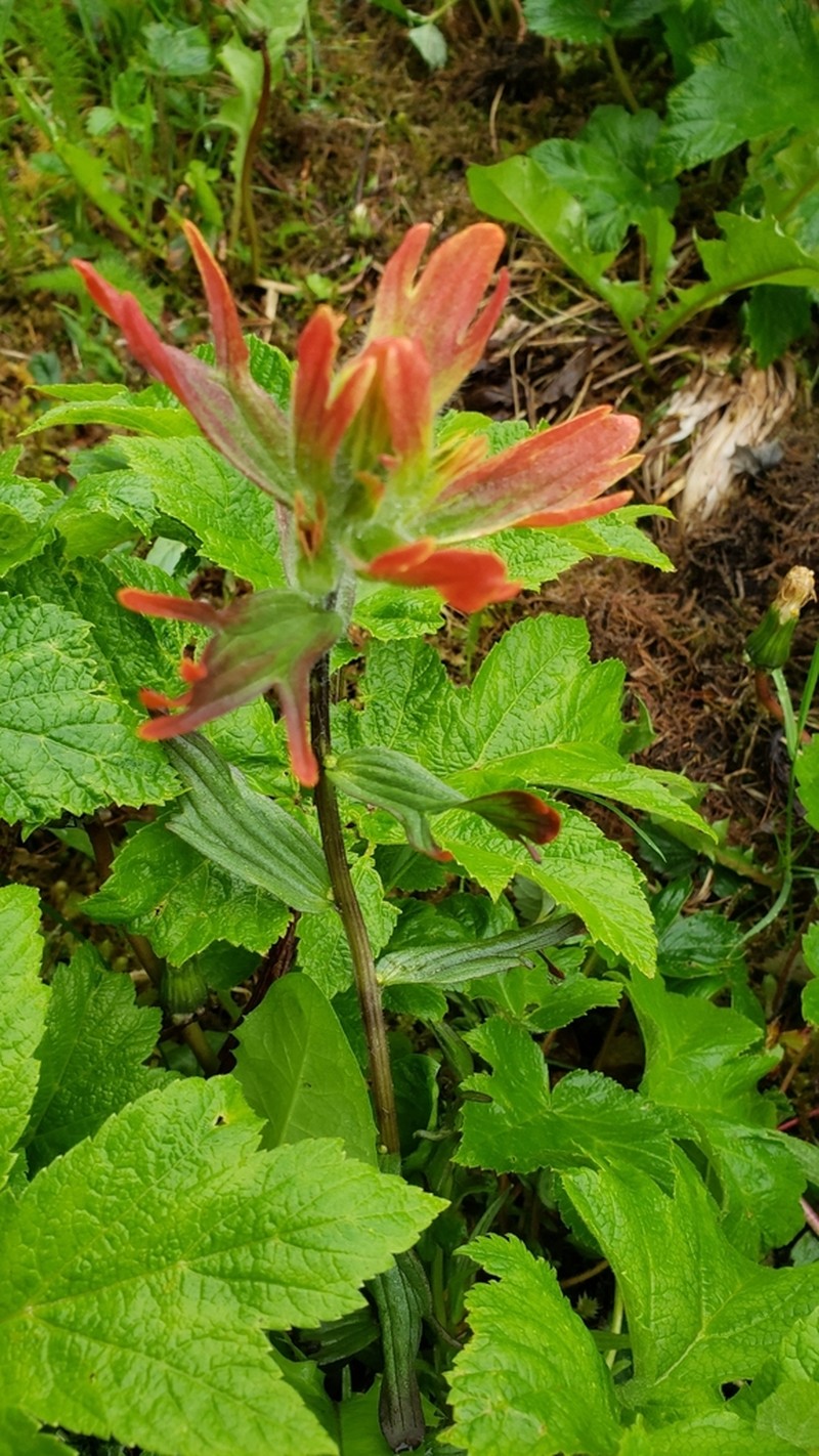 Green Indian Paintbrush photo 7