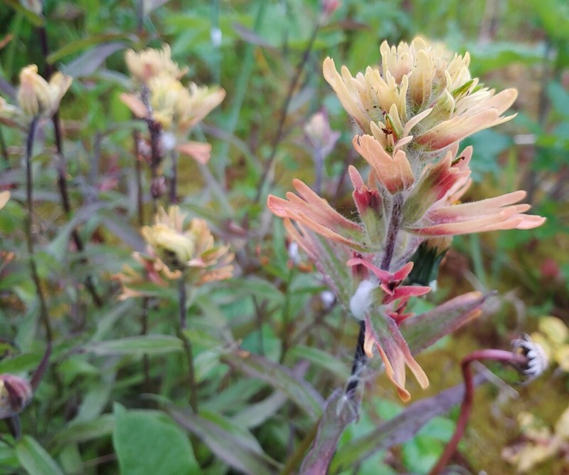 Green Indian Paintbrush photo 8
