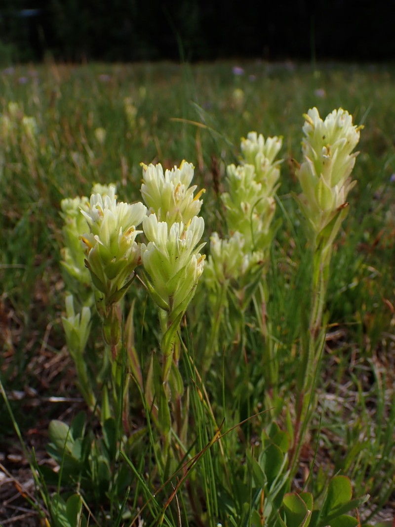 Yellow Wallowa Indian Paintbrush
