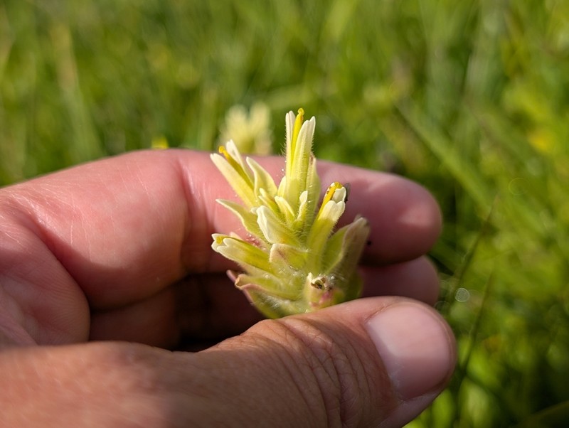Yellow Wallowa Indian Paintbrush photo 2