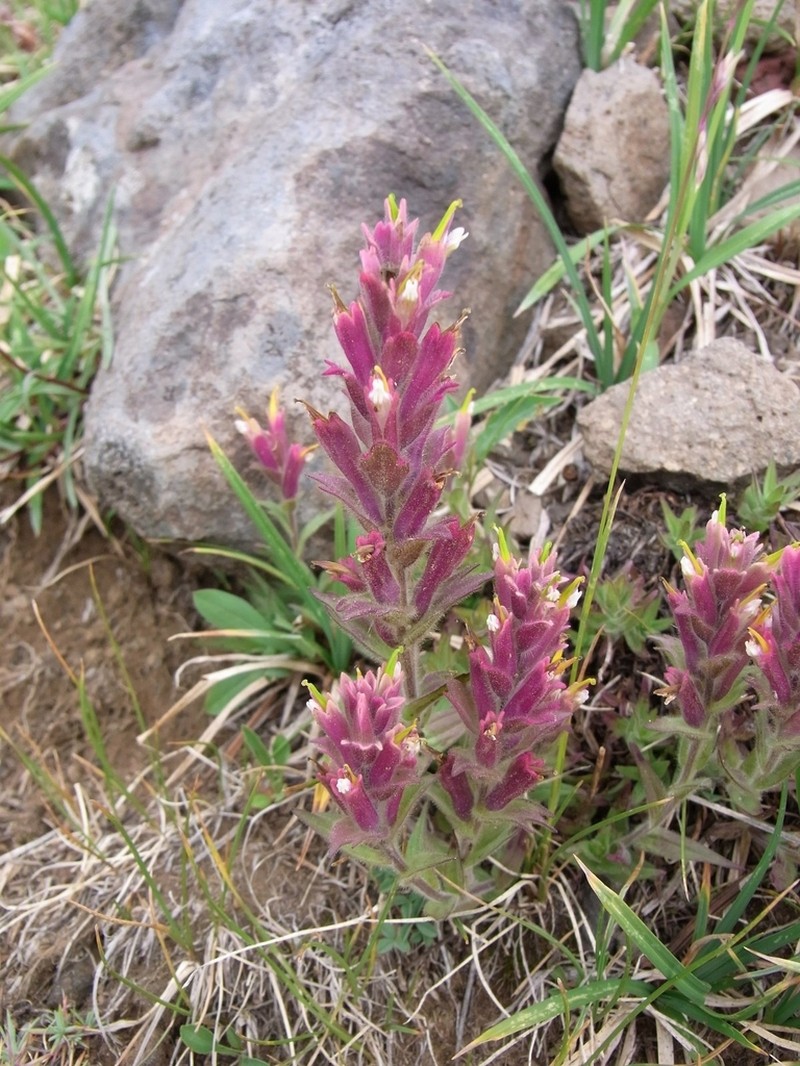 Yellow Wallowa Indian Paintbrush photo 3