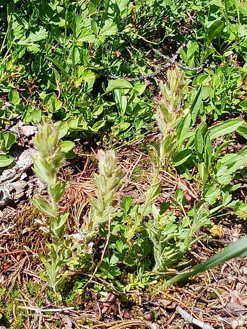 Yellow Wallowa Indian Paintbrush photo 4