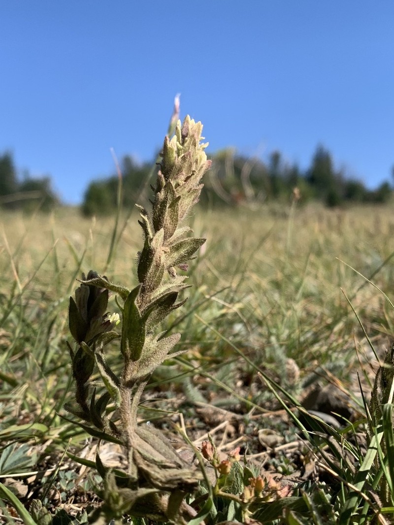 Yellow Wallowa Indian Paintbrush photo 5