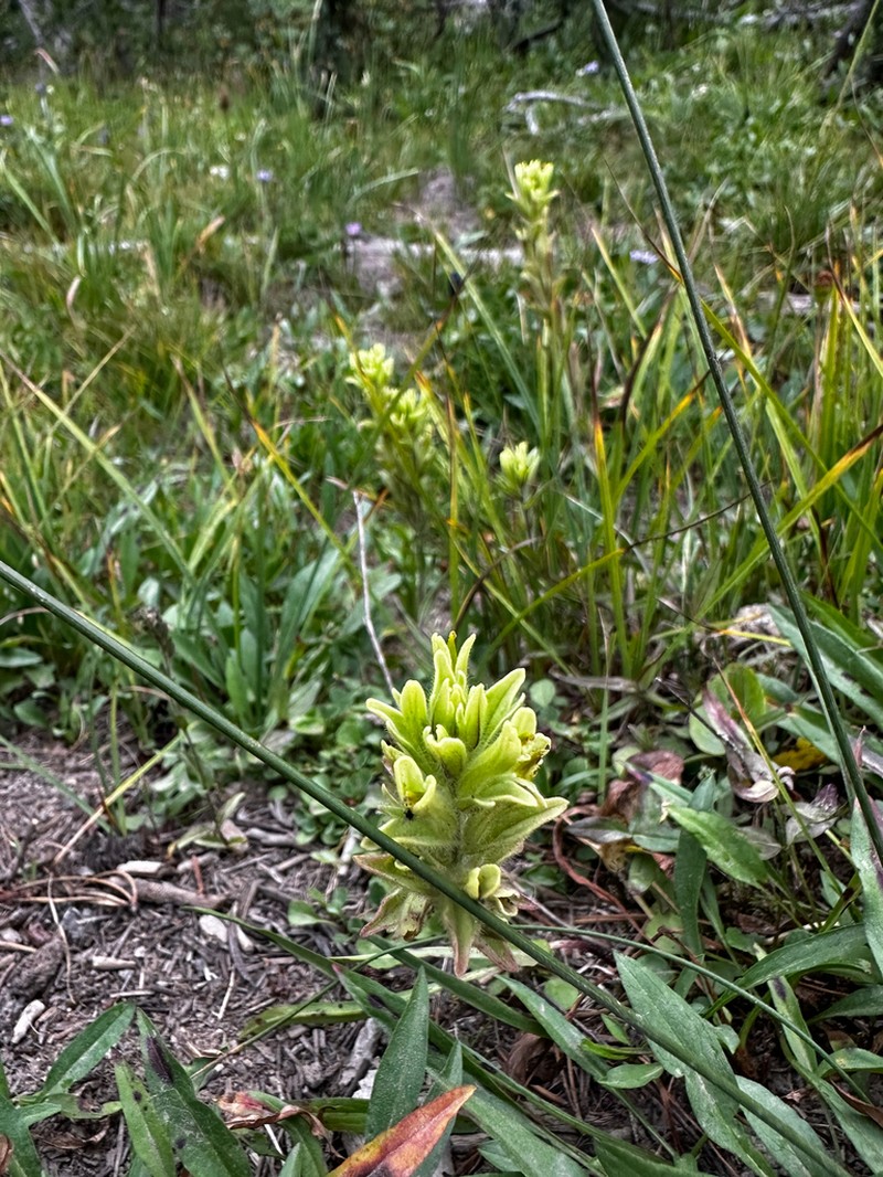 Yellow Wallowa Indian Paintbrush photo 6