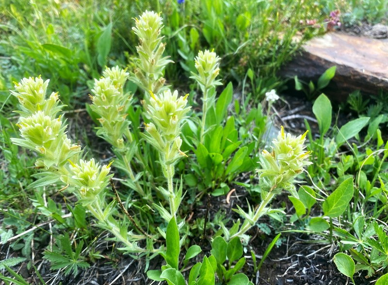 Yellow Wallowa Indian Paintbrush photo 7