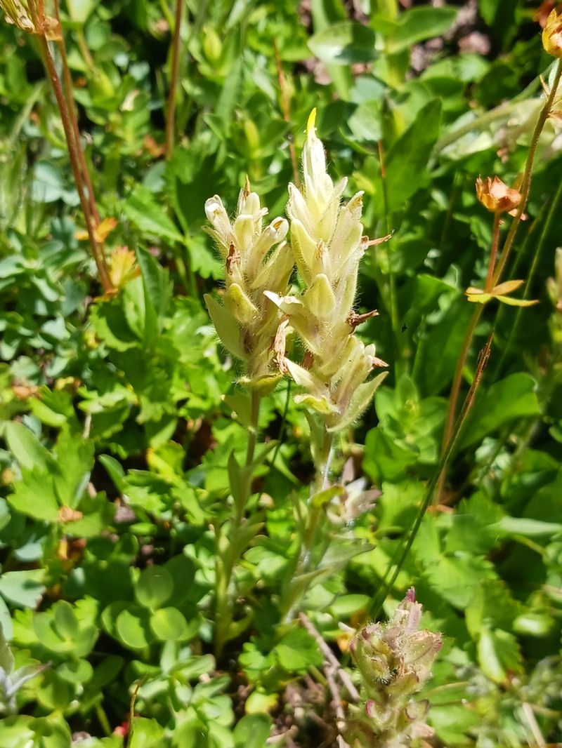 Yellow Wallowa Indian Paintbrush photo 8