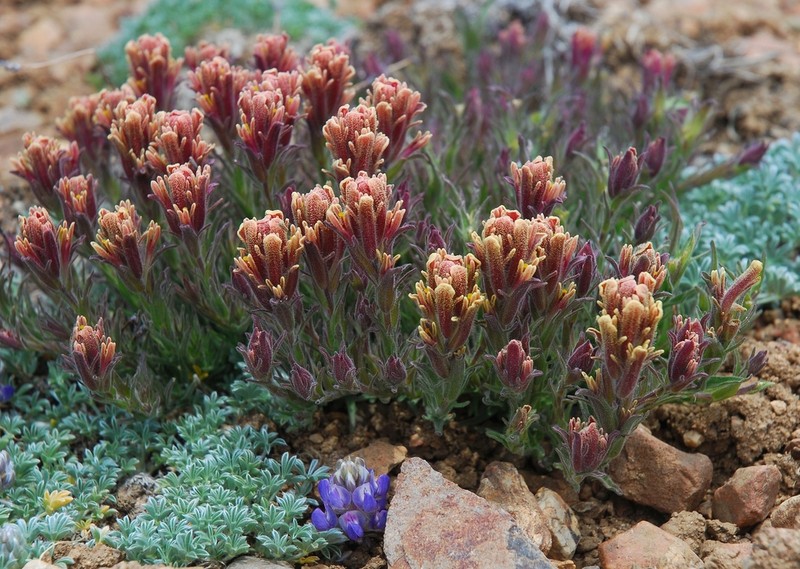 Ashgray Indian Paintbrush photo 2
