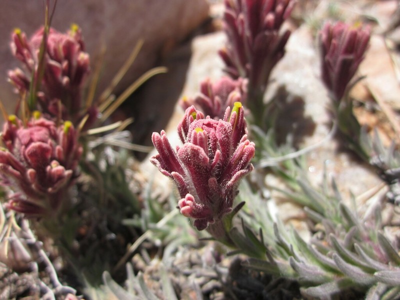 Ashgray Indian Paintbrush photo 3