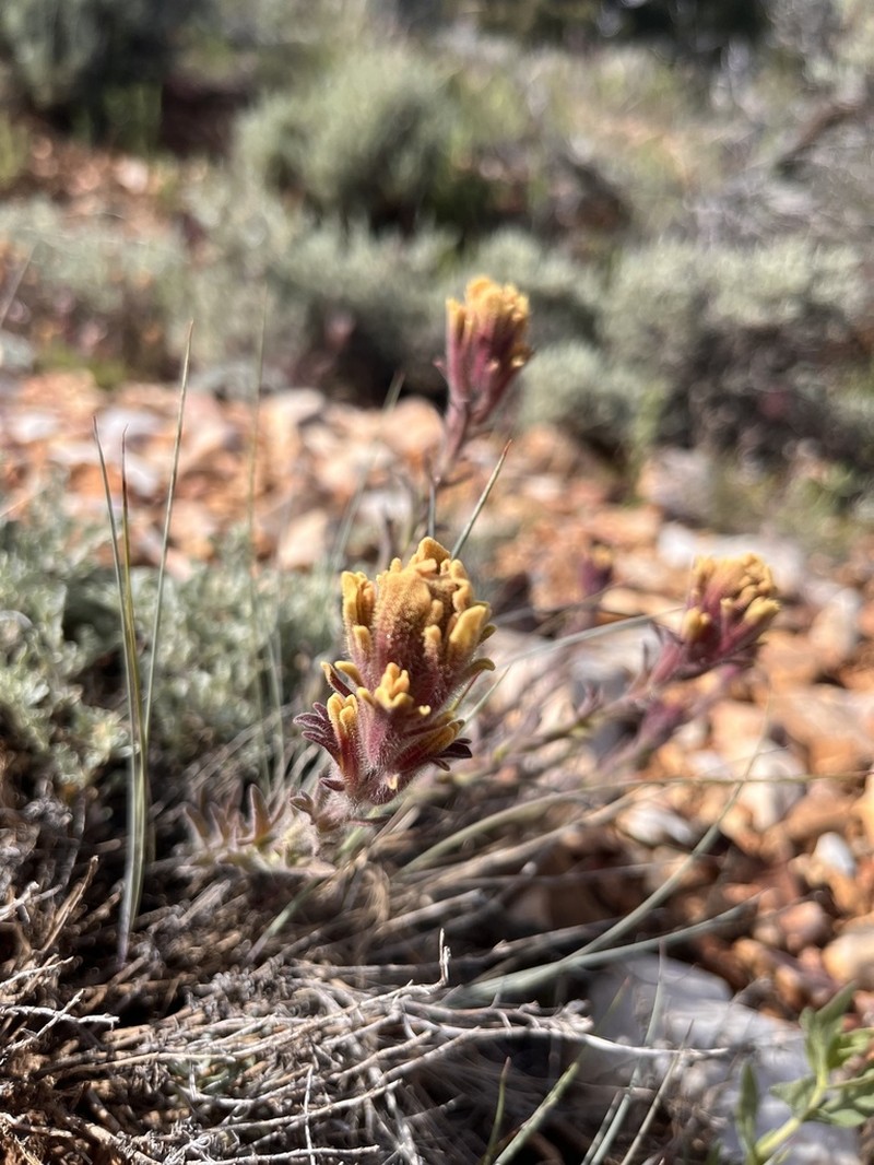 Ashgray Indian Paintbrush photo 4