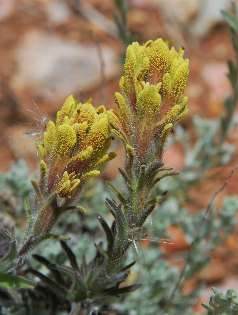 Ashgray Indian Paintbrush photo 6