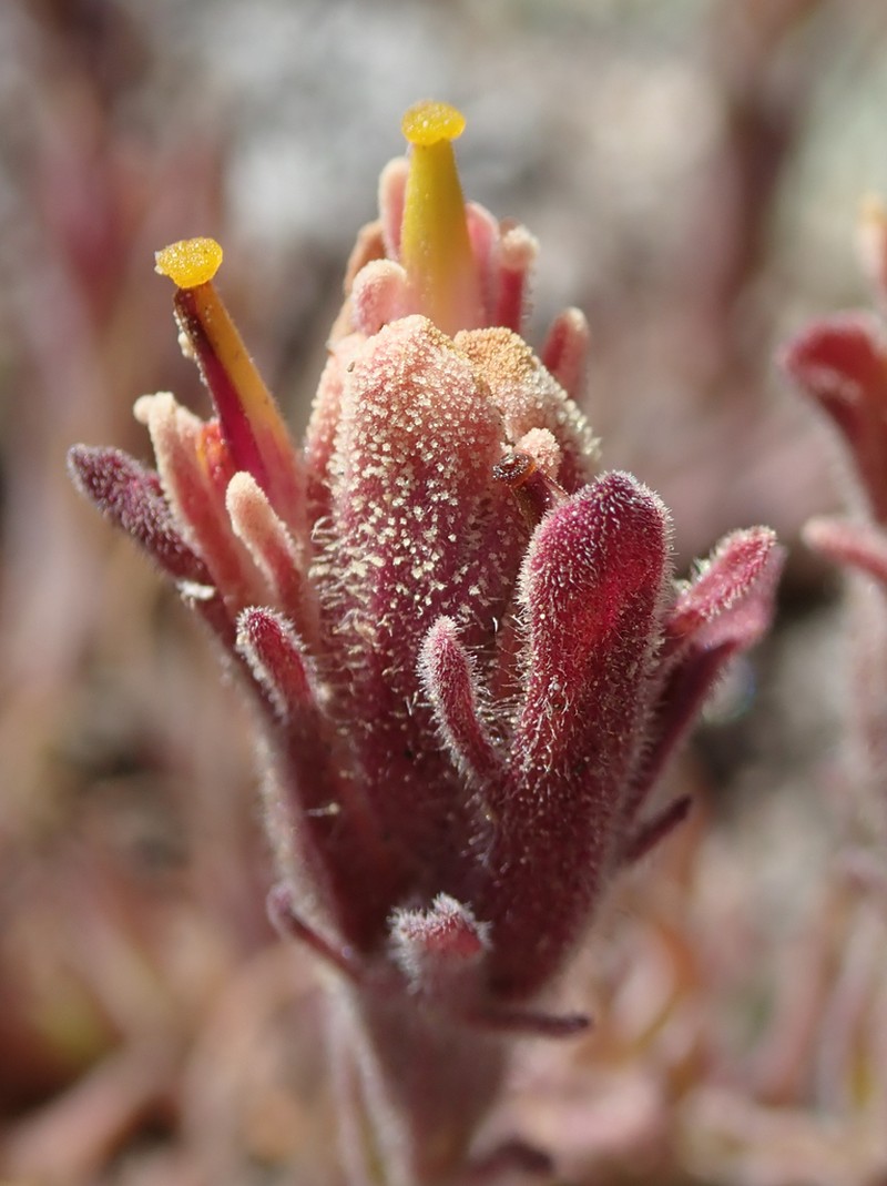 Ashgray Indian Paintbrush photo 7