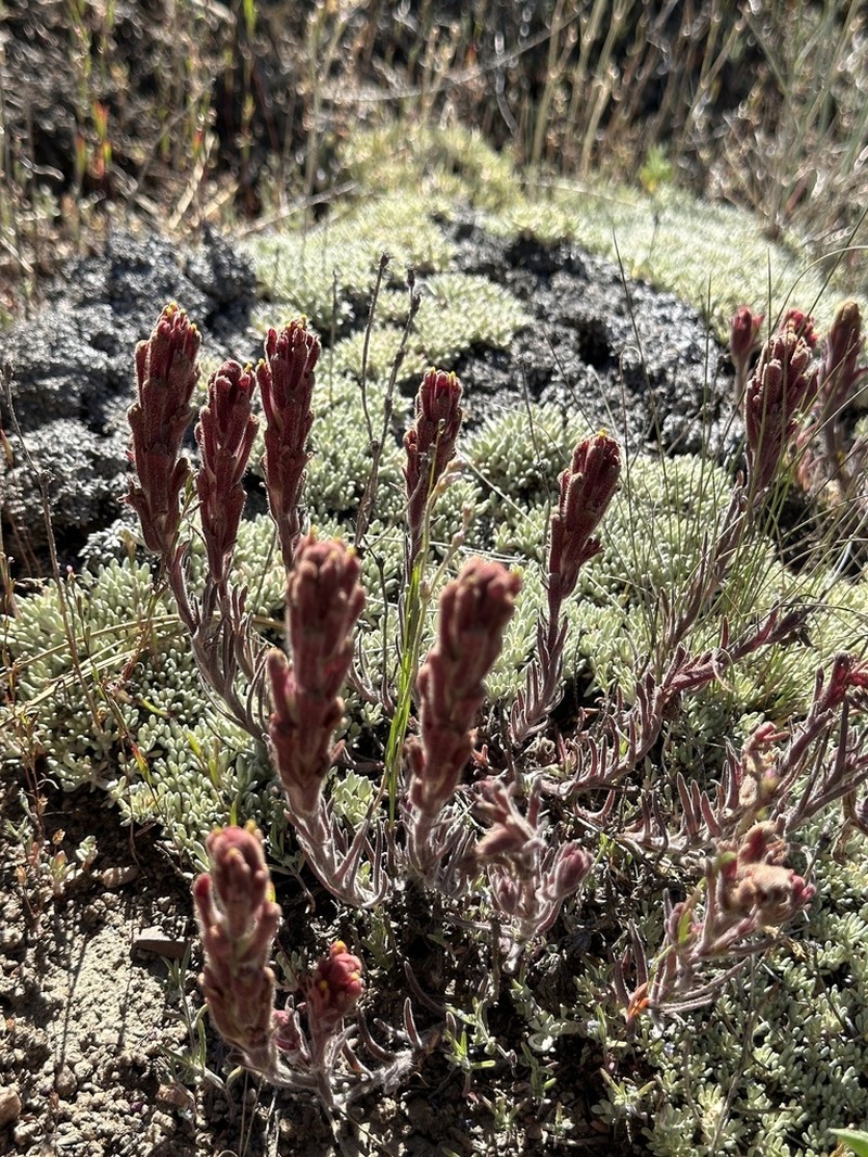 Ashgray Indian Paintbrush photo 8