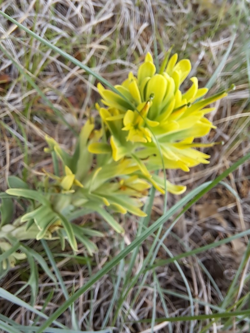 Castilleja citrina photo 2