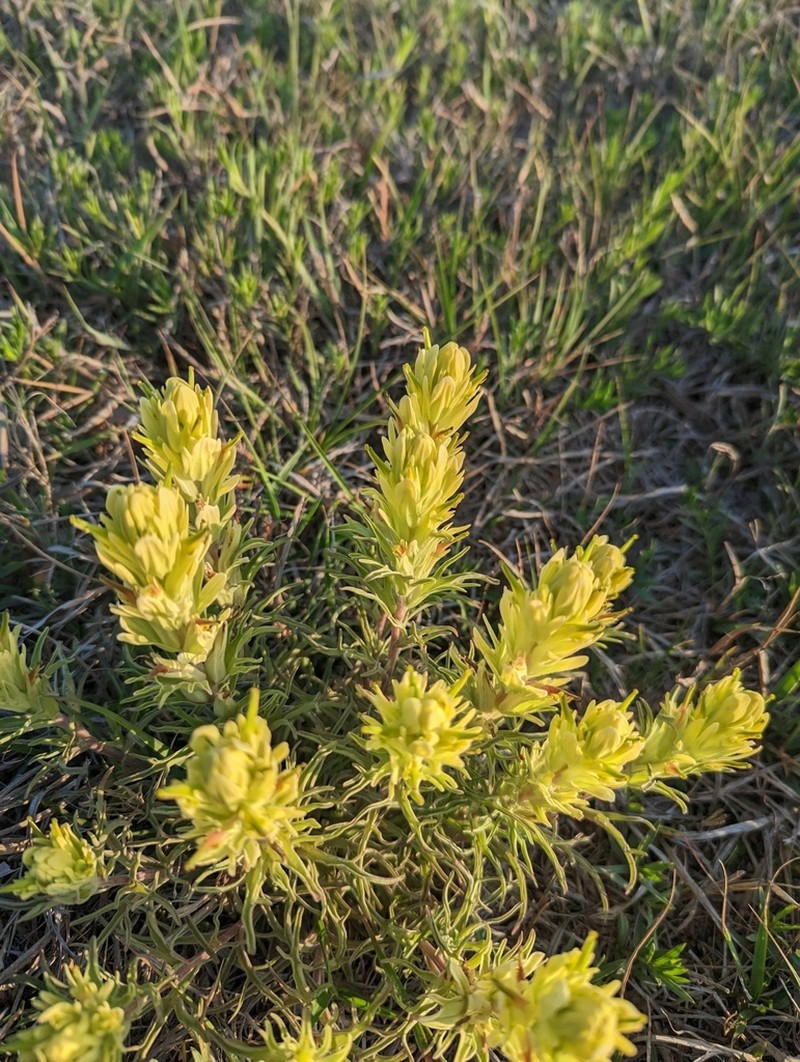 Castilleja citrina photo 3