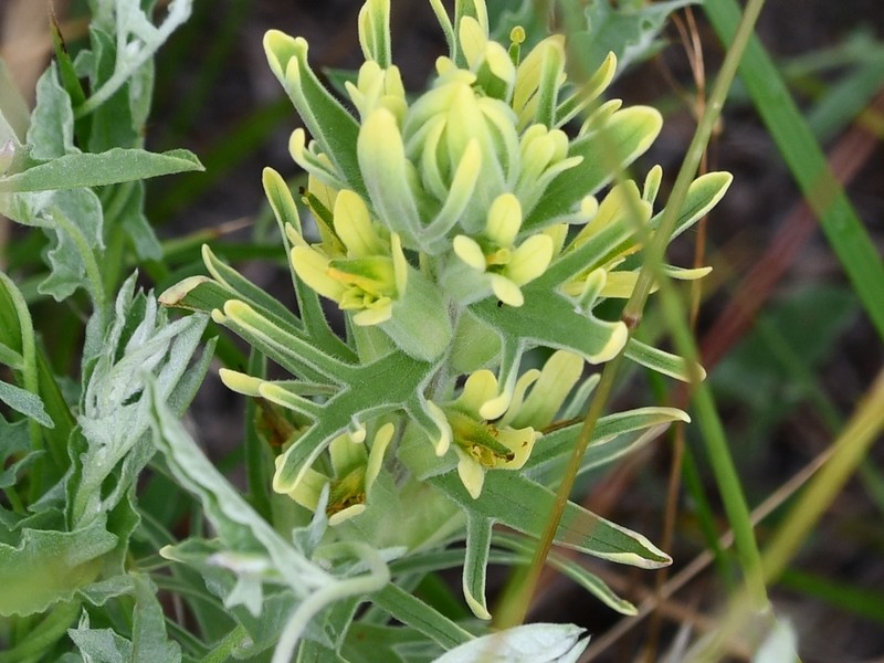 Castilleja citrina photo 4