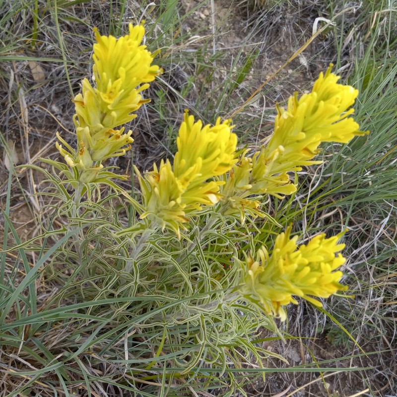 Castilleja citrina photo 5
