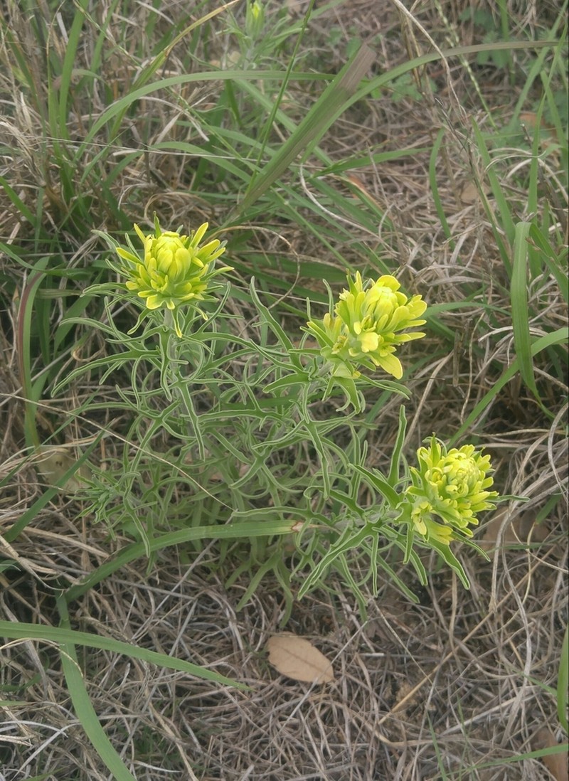 Castilleja citrina photo 6
