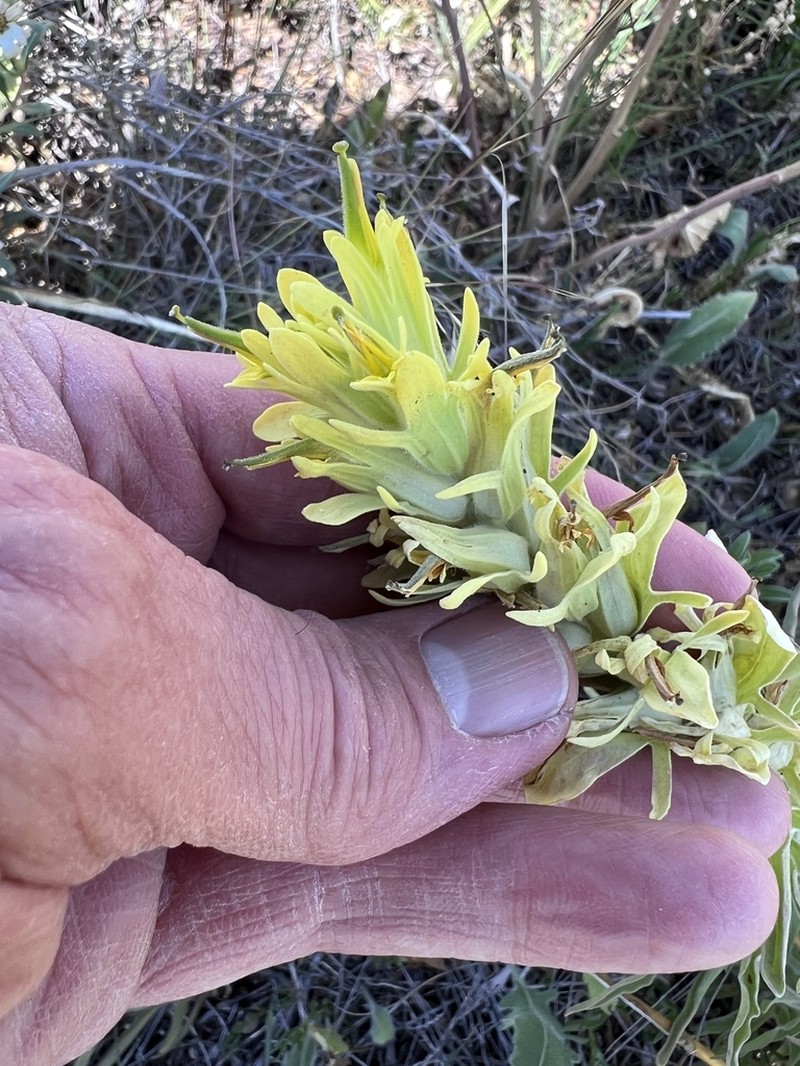 Castilleja citrina photo 7