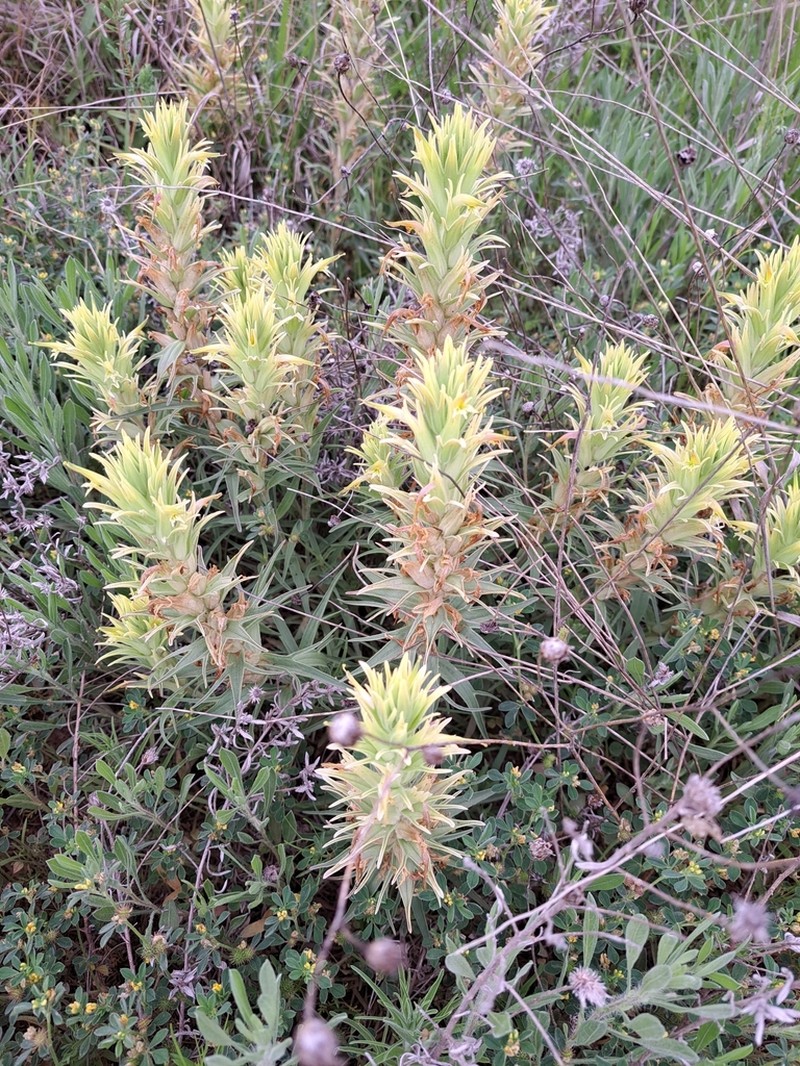 Castilleja citrina photo 8