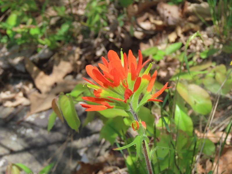 Scarlet Indian Paintbrush photo 2