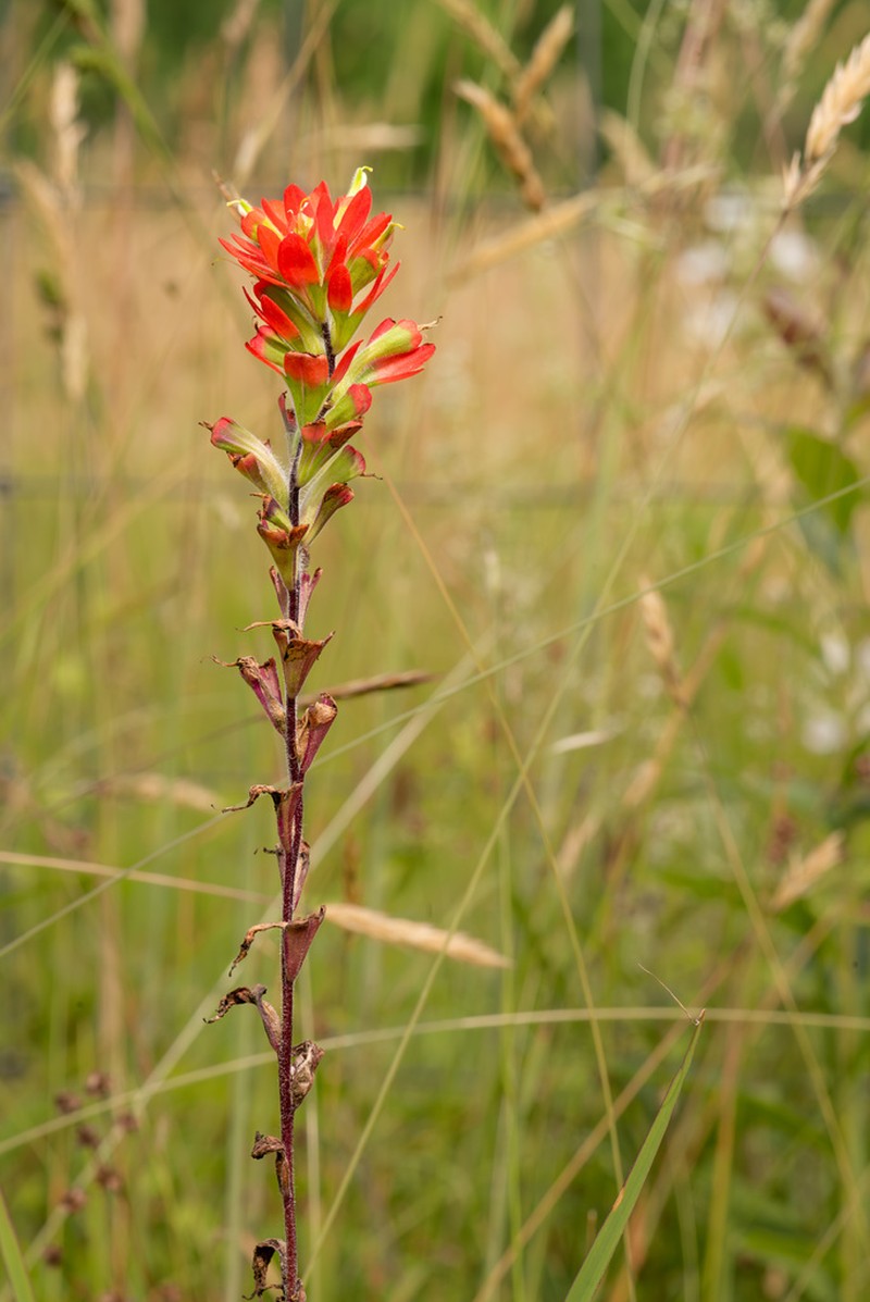Scarlet Indian Paintbrush photo 3