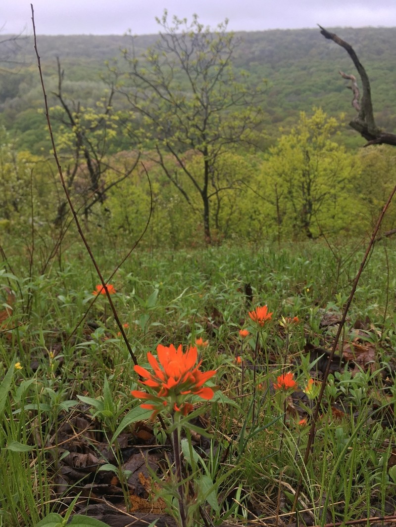 Scarlet Indian Paintbrush photo 4