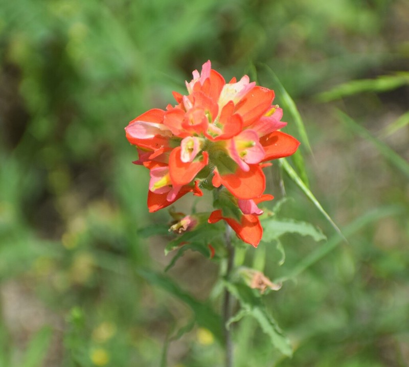 Scarlet Indian Paintbrush photo 5