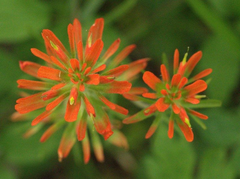 Scarlet Indian Paintbrush photo 6