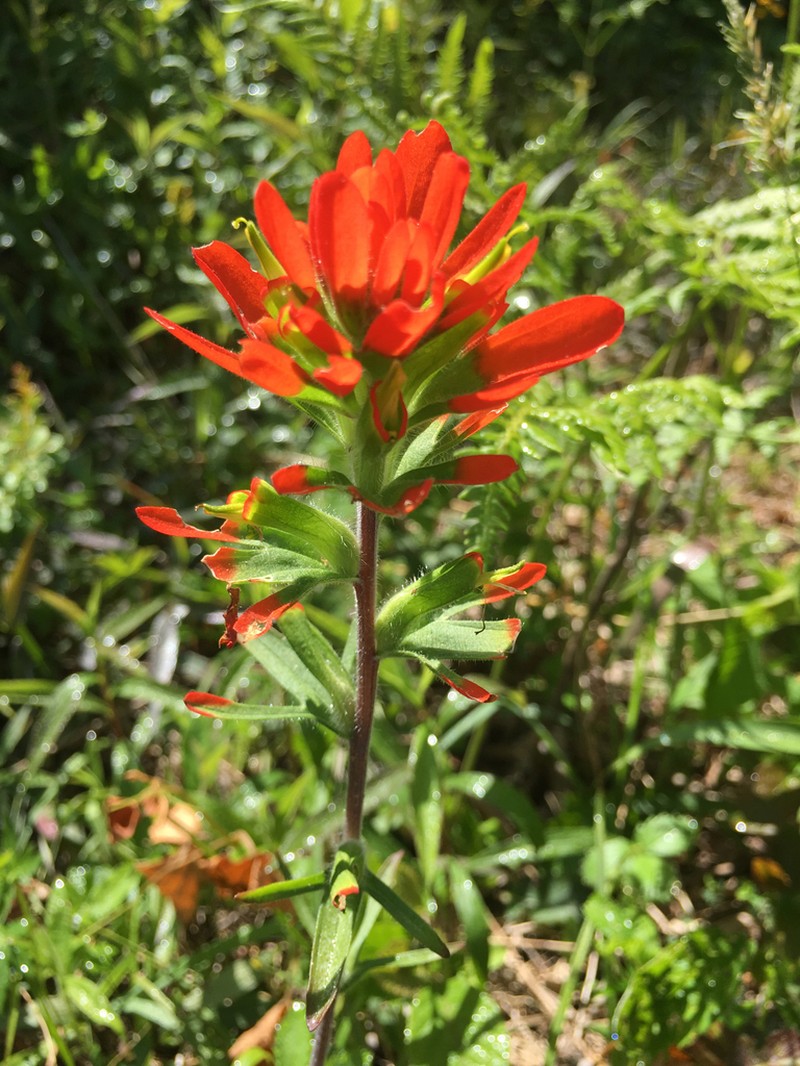 Scarlet Indian Paintbrush photo 7