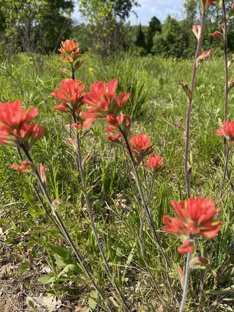 Scarlet Indian Paintbrush photo 8
