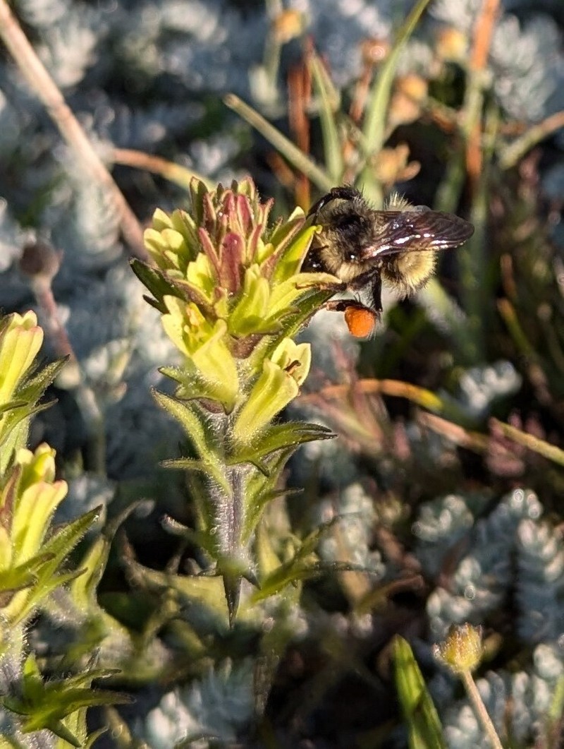 Castilleja collegiorum