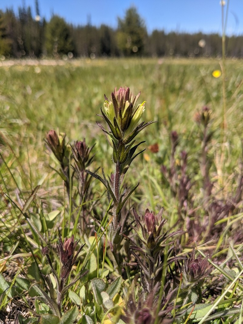 Castilleja collegiorum photo 2
